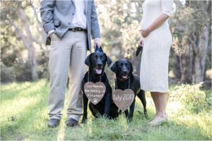 Gender Reveal Ideas | Gender Reveal PhotosGender Reveal Ideas | Gender Reveal Photos | Gender Reveal with Dogs | Our Parents are Getting us a Human