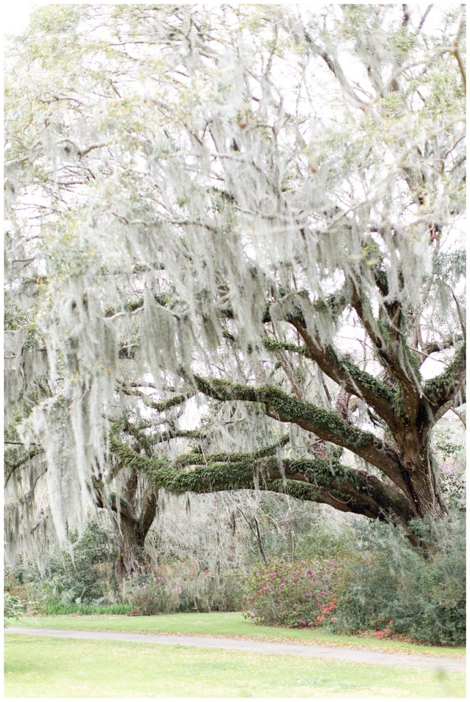 Magnolia Plantation Proposal | Charleston Wedding Photographers | Laura & Rachel Photography