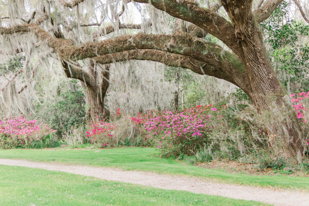 Best place to propose in Charleston, White Point Garden Proposal, White Point Gardens proposal, gazebo proposal, Charleson proposal videography, Charleston proposal videographer, rose petal proposal, Charleston Premier Luxury Proposal Location, Charleston proposal planner, Charleston South Carolina, proposal photography, under the oaks proposal, Laura and Rachel Photography, Charleston proposal photographer, where to propose in Charleston, best places to pop the question in CHS, best places to pop the question in Charleston, Low Country proposal, Best Charleston Proposal Location Ideas, Proposal Locations in Charleston SC, The best places to propose around Charleston South Carolina, Charleston Wedding Photographer, Charleston engagement session, Charleston engagement photographer, unique proposal ideas, G Wagon proposal, Mercedes-Benz G-Class, Mercedes Benz proposal, southern wedding, romantic proposal ideas, Charleston wedding venues, Charleston private proposal locations, Charleston scenic proposal locations,Best place to propose in Charleston, White Point Garden Proposal, White Point Gardens proposal, gazebo proposal, Charleson proposal videography, Charleston proposal videographer, rose petal proposal, Charleston Premier Luxury Proposal Location, Charleston proposal planner, Charleston South Carolina, proposal photography, under the oaks proposal, Laura and Rachel Photography, Charleston proposal photographer, where to propose in Charleston, best places to pop the question in CHS, best places to pop the question in Charleston, Low Country proposal, Best Charleston Proposal Location Ideas, Proposal Locations in Charleston SC, The best places to propose around Charleston South Carolina, Charleston Wedding Photographer, Charleston engagement session, Charleston engagement photographer, unique proposal ideas, G Wagon proposal, Mercedes-Benz G-Class, Mercedes Benz proposal, southern wedding, romantic proposal ideas, Charleston wedding venues, Charleston private proposal locations, Charleston scenic proposal locations,