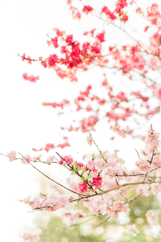 Sunset view over downtown Charleston from a rooftop bar, Romantic candlelit dinner at a Charleston restaurant, Outdoor courtyard dining in downtown Charleston, Champagne toast after a proposal in Charleston SC, Engagement celebration dinner in downtown Charleston, Girls’ weekend brunch in Charleston South Carolina, Charleston proposal photographer, Charleston engagement photographer, Charleston wedding photographer, Laura and Rachel Photography,
