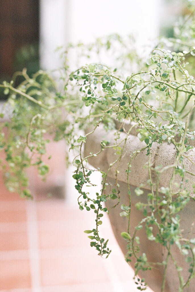 Sunset view over downtown Charleston from a rooftop bar, Romantic candlelit dinner at a Charleston restaurant, Outdoor courtyard dining in downtown Charleston, Champagne toast after a proposal in Charleston SC, Engagement celebration dinner in downtown Charleston, Girls’ weekend brunch in Charleston South Carolina, Charleston proposal photographer, Charleston engagement photographer, Charleston wedding photographer, Laura and Rachel Photography,